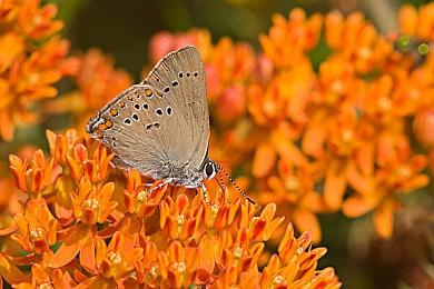 《星之海》支持Steam Deck 已经制作完成